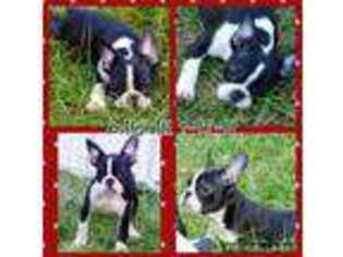 French Bulldog Puppy for sale in Bushnell, FL, USA
