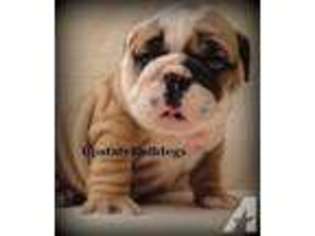 Bulldog Puppy for sale in WATERBURY, CT, USA