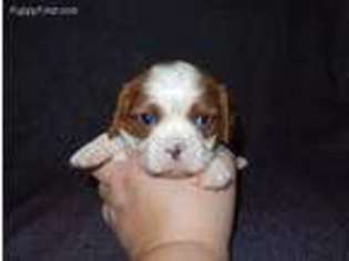 Cavalier King Charles Spaniel Puppy for sale in Chicago, IL, USA