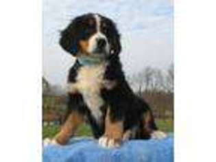 Bernese Mountain Dog Puppy for sale in Paris, KY, USA