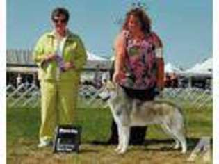 Mastiff Puppy for sale in SPOKANE, WA, USA
