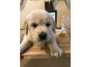 Mutt Puppy for sale in Genoa City, WI, USA