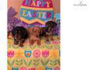 Dachshund Puppy for sale in Greenville, SC, USA