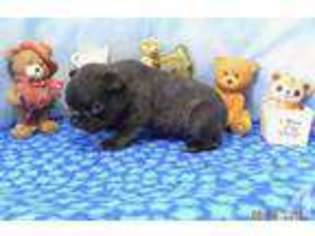 Mutt Puppy for sale in NASHVILLE, MI, USA
