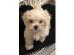 Maltese Puppy for sale in Northport, AL, USA