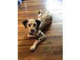 Dalmatian Puppy for sale in Indianapolis, IN, USA