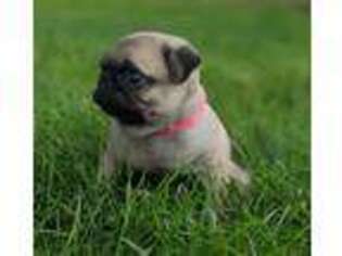 Pug Puppy for sale in Free Union, VA, USA