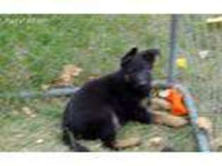 German Shepherd Dog Puppy for sale in Valley, WA, USA