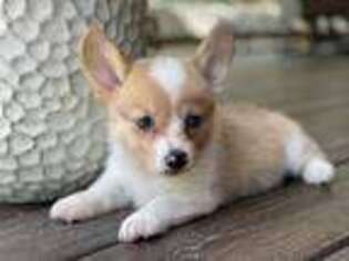 Pembroke Welsh Corgi Puppy for sale in Marshfield, MO, USA