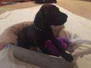 Great Dane Puppy for sale in Fairfield, PA, USA
