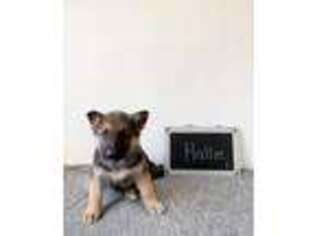 Medium Photo #1 German Shepherd Dog Puppy For Sale in Platteville, WI, USA