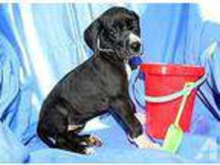 Great Dane Puppy for sale in NEW BEDFORD, MA, USA
