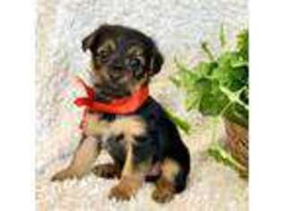 Chorkie Puppy for sale in Delta, PA, USA