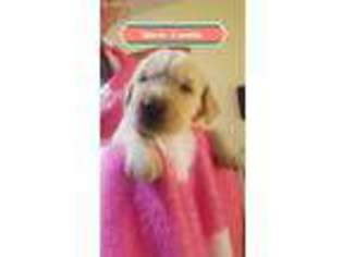 Golden Retriever Puppy for sale in Sioux City, IA, USA