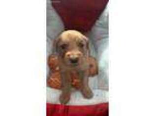 Golden Retriever Puppy for sale in Maplewood, NJ, USA