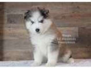 Buggs Puppy for sale in Centerville, IA, USA