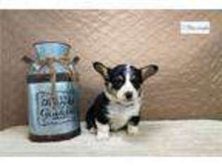 Pembroke Welsh Corgi Puppy for sale in Fayetteville, AR, USA