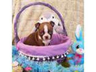 Boston Terrier Puppy for sale in Palm Harbor, FL, USA