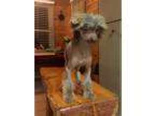 Chinese Crested Puppy for sale in Taylorsville, NC, USA