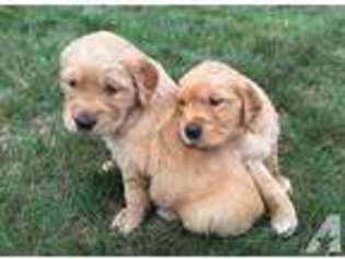 Golden Retriever Puppy for sale in WINDHAM, NH, USA