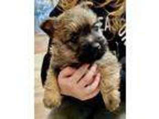 Cairn Terrier Puppy for sale in Schuyler, NE, USA