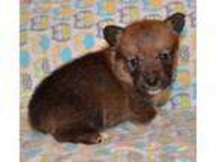 Pembroke Welsh Corgi Puppy for sale in Danville, AL, USA