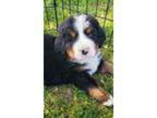 Bernese Mountain Dog Puppy for sale in Victor, MT, USA