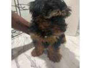 Yorkshire Terrier Puppy for sale in Hopewell, VA, USA