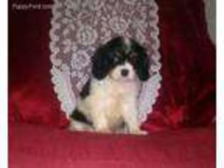 Cavalier King Charles Spaniel Puppy for sale in Gentry, AR, USA
