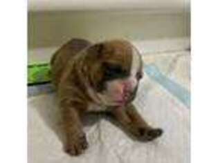 Olde English Bulldogge Puppy for sale in Poughkeepsie, NY, USA