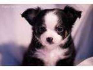 Chihuahua Puppy for sale in Van Alstyne, TX, USA