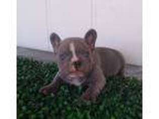 French Bulldog Puppy for sale in Florence, AZ, USA
