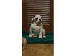 Bulldog Puppy for sale in El Dorado, KS, USA