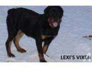 Rottweiler Puppy for sale in LIMA, NY, USA