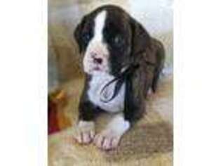 Boxer Puppy for sale in Cordova, TN, USA