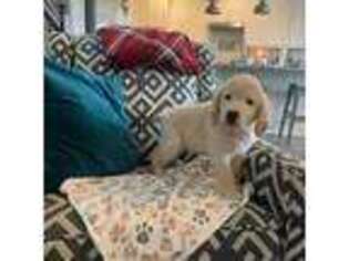Golden Retriever Puppy for sale in Concord, NC, USA