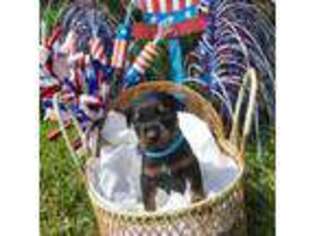 Doberman Pinscher Puppy for sale in Richland Springs, TX, USA