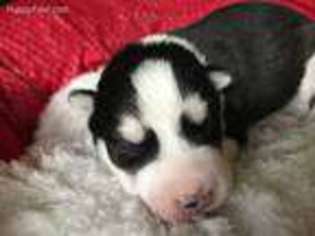 Siberian Husky Puppy for sale in Burnsville, NC, USA