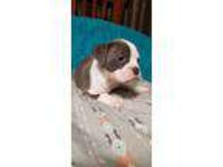 Olde English Bulldogge Puppy for sale in Bryan, TX, USA