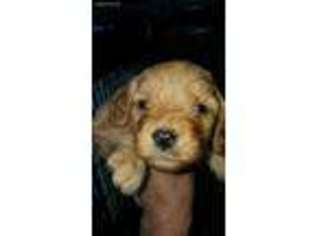 Mutt Puppy for sale in Shelbyville, TN, USA