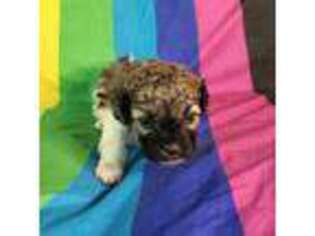 Shih-Poo Puppy for sale in Nashville, TN, USA