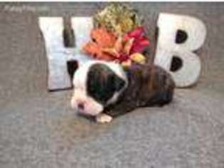 Bulldog Puppy for sale in Tilden, NE, USA