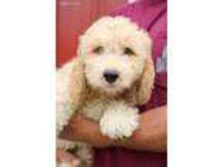 Goldendoodle Puppy for sale in Diamond, MO, USA