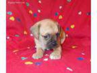 Puggle Puppy for sale in Charlton, MA, USA