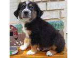 Miniature Australian Shepherd Puppy for sale in Fresno, CA, USA