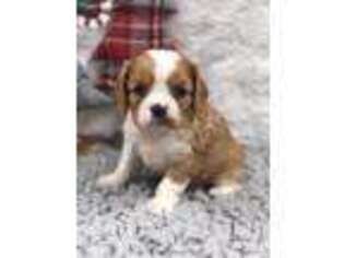 Cavalier King Charles Spaniel Puppy for sale in Quapaw, OK, USA