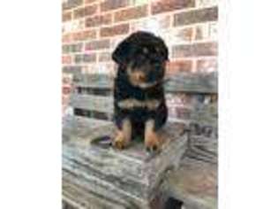 Rottweiler Puppy for sale in Royse City, TX, USA