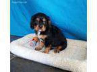 Cavalier King Charles Spaniel Puppy for sale in Hudson, SD, USA