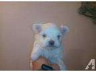 Maltese Puppy for sale in NORTH VERNON, IN, USA