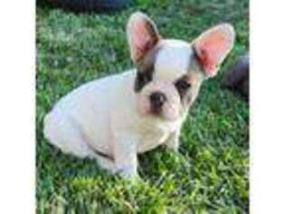French Bulldog Puppy for sale in Kuna, ID, USA